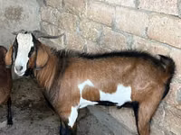 თხა, Nubian Goat — ფოტო 1