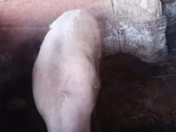 Świnie (partia, płeć nieokreślona), 