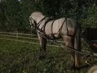 Айғыр, Lipizzaner — 5-сурет