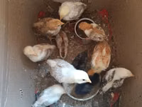 Chickens — الصورة 1