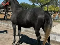 Jument, Chevaux — photo 1