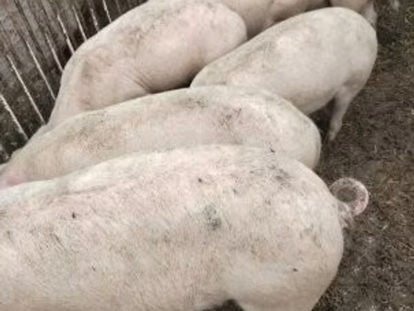 Eber, Schweine