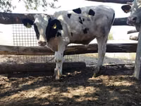 Bull, Holstein breed — photo 4
