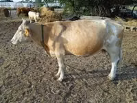 Сиыр, Simmental cattle — 5-сурет
