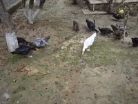 Ducks — zdjęcie 2