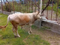 Býk, Skot — foto 1