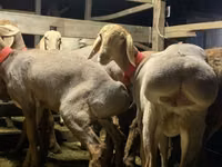 பெண் ஆடு, Arashan sheep — புகைப்படம் 5