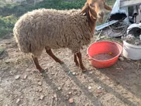 Baran, Owce — zdjęcie 2