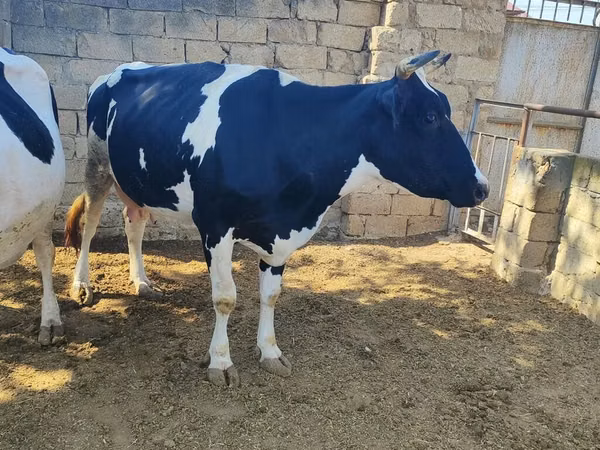 Krava, Russian Black pied cattle — Ázerbájdžán