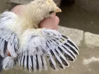Brahma — Foto 3
