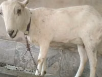 Cabro, Barbari goats — foto 3