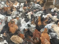 Chickens — foto 4