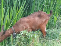 Echkilar (partiya, jinsi ko‘rsatilmagan), Murcia-Granada goats — 2-rasm