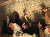 Turkeys — foto 4