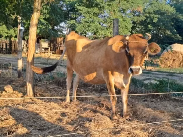 母牛, Jersey breed