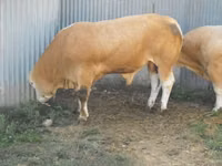Бұқа, Blonde d’Aquitane cattle — 6-сурет