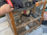 Chickens — Foto 2