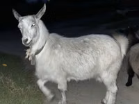 Kozy (partia, płeć nieokreślona), Kozy — zdjęcie 4
