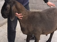 मेढ़ा, Arashan sheep — फ़ोटो 5