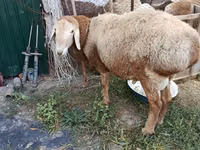 كبش, Rhon sheep — الصورة 2