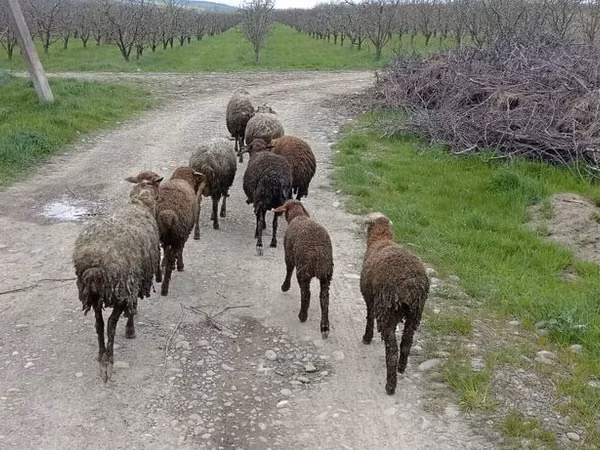 Ovce, Ovce — Ázerbájdžán