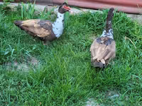 Ducks — 写真 4