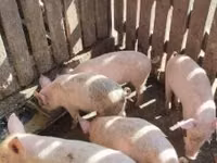 Porcs (lot, sexe non indiqué), Porcs — photo 8