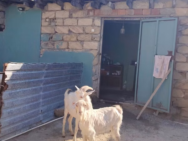 Chèvre, Saanen goat