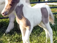 At, Miniature horse — foto 8