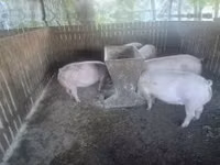 Sow, Pigs — photo 2