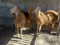 كبش, Arashan sheep — الصورة 1