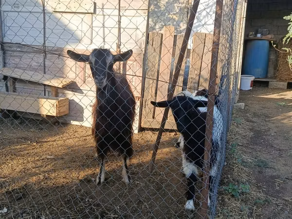 Koza, Kozy