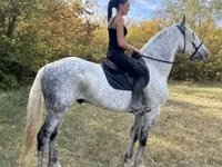 ცხენი, Andalusian horse — ფოტო 8