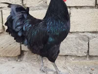 Chickens — photo 2