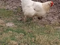 Brahma — Foto 2