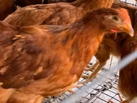 Chickens — zdjęcie 3