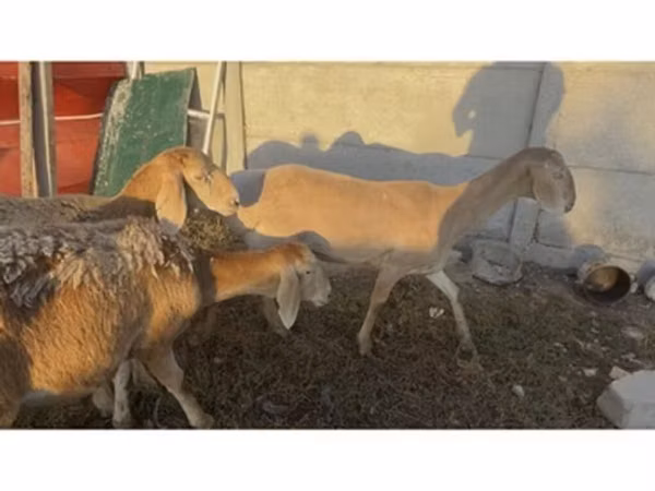 母羊, Arashan sheep