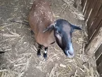 Widder, Cameroon sheep — Foto 4