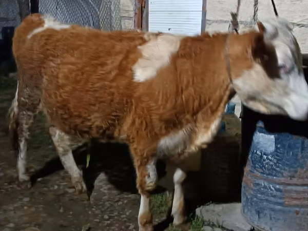 ძროხა, Simmental cattle