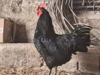 Australorp — foto 1