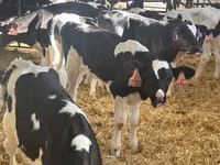 Taureau, Race Holstein — photo 2