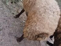 Ram, Sheep — photo 1
