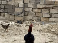 Chickens — zdjęcie 7