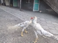 Shamo chickens — foto 3