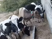 Býk, Russian Black pied cattle — foto 4