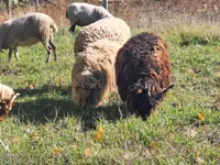 Koç, Racka sheep — foto 4