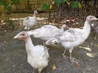Turkeys — photo 1