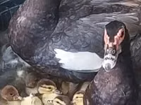 Ducks — foto 2