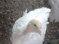 Turkeys — zdjęcie 1