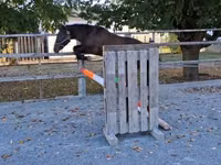 Cheval, Chevaux — photo 1